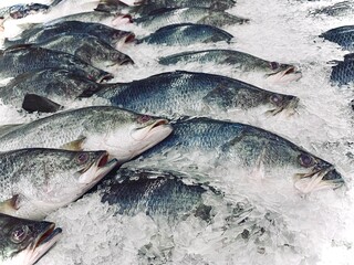 Sea bass is a fish that can be cooked in a variety of dishes.