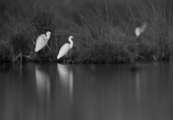Little Egrets at Asker marsh, Bahrain