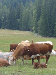 Kühe, cows, trees, green