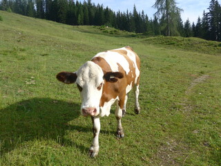 Kuh, cow