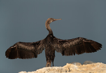 Socotra cormorant drying its wings at Busaiteen coast, Bahrain, dry,