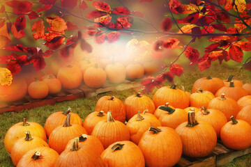 Many orange pumpkins and branches with red leaves in the garden. Preparing for the holiday of Halloween. Harvesting.