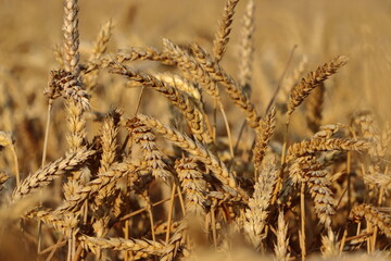 zboże pole Podkarpacie © Bartek