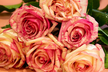 bouquet of beautiful pink roses on a pink background