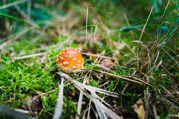 orange/red fly agaric toadstool