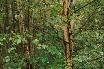 birch trees in the forest autumn