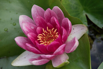 Dark red water lily in a park pond with green leaves and a yellow core