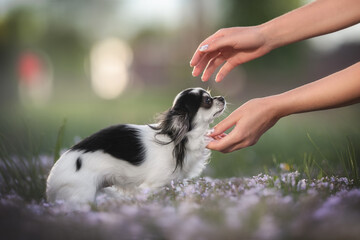 A cute black and white female chihuahua with big shiny eyes and a spotted nose sitting among purple flowers and reachin out to outstretched human arms against the backdrop of a bright summer landscape