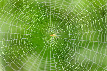 Shining water drops on spider web over green background. Morning dew.