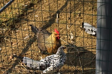Roosters and hens in the chicken coop behind the metal fence (Umbria, Italy, Europe)