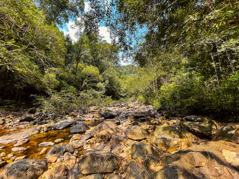 river in the forest