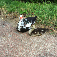 A Muscovy duck  and her duckling sitting on a the side of a path. The path is gravel. Next to the path is grass.

