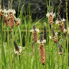 
A bunch of Plantago lanceolata with other wild grass in the park