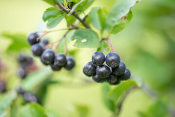 Aronia / Beeren
