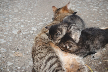 Newborn cats try to satisfy their thirst and drink milk from their mother. Kittens jockeying for...