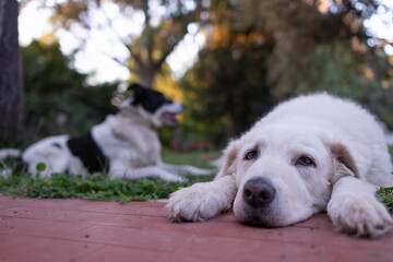 Two large dogs resting in the garden together