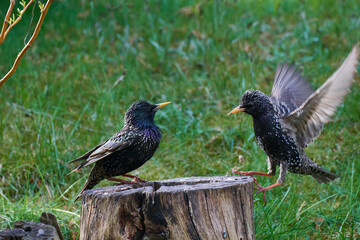 Streitende Stare im Garten