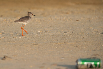 Redshank and garbage dump at Busiateen coast, Bahrain