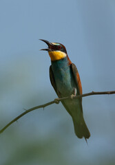 Portrait of a European bee-eater perched on a tree, Bahrain
