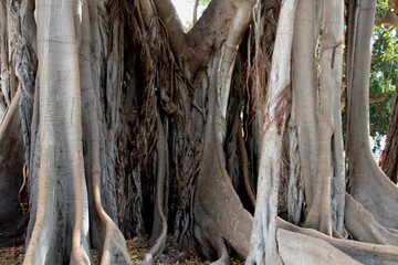 Ficus Macrophylla considered the most tree
large in Europe and one of the oldest in Italy, located in the Garibaldi Public Garden
in Pizza Marina in the historic district of Kalsa in Palermo in Italy