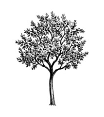 Obraz premium Cherry tree with ripe fruits.