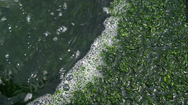 Ulva algae in algae growing farms (superfood)