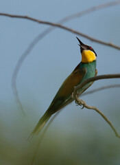European bee-eater looking up, perched on a tree, Bahrain