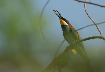 European bee-eater tossing a bee, Bahrain