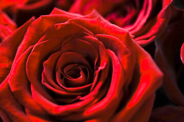 Red rose close up with big petals 