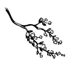 Blooming cherry tree branch.