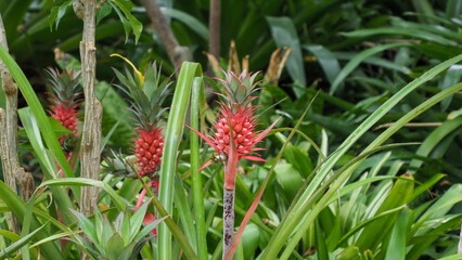 パイナップルの実