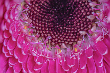 Close up Shot of a Purple Flowering Plant