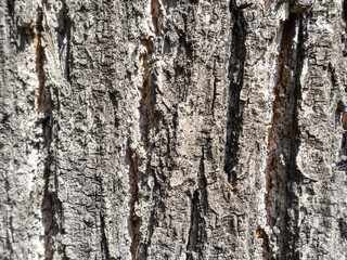 Natural background or texture of oak bark