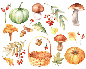 Watercolor fall harvest set. Hand painted pumpkins, leaves, mushrooms, rowan berries, acorns, wicker basket, isolated on white background. Autumn illustration for design.