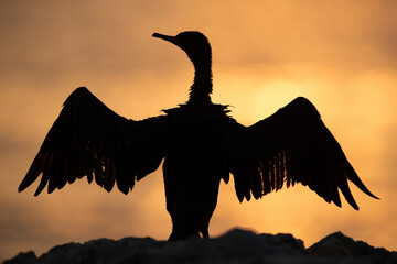 Silhouette of Socotra cormorant drying its wings during sunrise, Bahrain