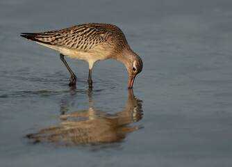 Bar-tailed Godwit feeding at Busiateen coast of Bahrain