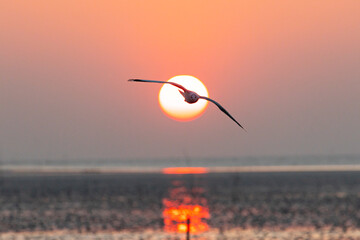 Natural scene of flying seagull at sunrise.