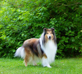 Collie in a park