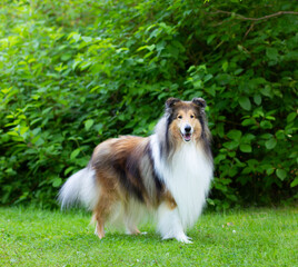 Collie in a park
