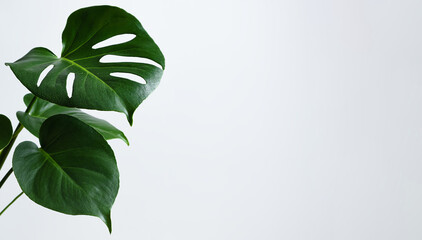 Beautiful monstera leaves or Swiss Cheese plant on a gray background. Monstera in a modern interior. Minimalism concept. Banner - obrazy, fototapety, plakaty