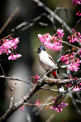 Bird standing on branch of Wild Himalayan Cherry.