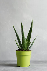 Aloe vera plant in a modern green pot on a gray concrete background. The concept of minimalism
