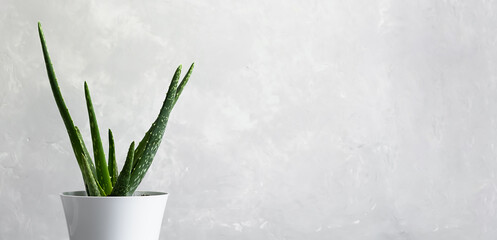 Aloe vera plant in a modern white color on a gray concrete background. The concept of minimalism. Houseplants in a modern interior. Banner