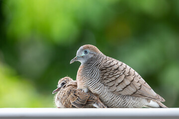 Female dove protect baby under body with blurry green garden.