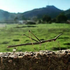 green moss on the rocks