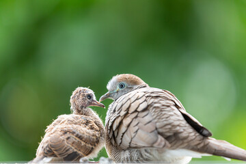 Baby dove protected by mother with blurry green garden.