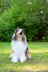 Collie in a park