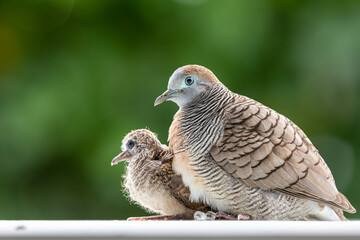 Female dove protect baby under body with blurry green garden.