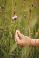 Harvesting of wild medicinal herbs. Healthy plants.