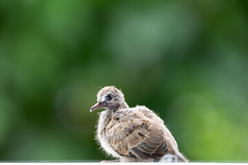 Baby dove after birth with blurry green garden.